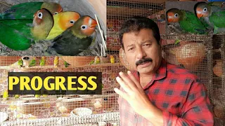 Lovebird colony progress | African lovebirds ki successful colony breeding