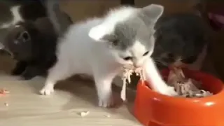 Жадный кот не даёт еду братишке