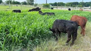 Cattle Grazing Sorghum Sudangrass