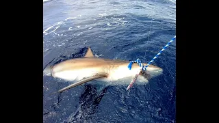 Squalo Reef Sharks Mexico 2019 Vertical Jigging duro combattimento Giuseppe Baselice