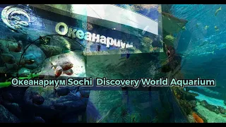 Океанариум Сочи. Sochi Discovery World Aquarium. 4К видео. 4K video.