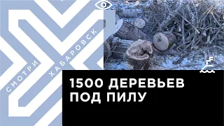 В Хабаровске за год вырезали1500 старых и аварийных деревьев