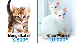 10 Unglaubliche Katzen, die ein Vermögen kosten!