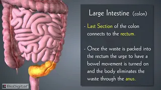 Introduction to the Digestive System in 6 Minutes!