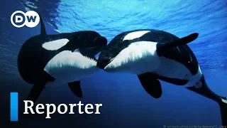 Befreit die Wale! | DW Reporter