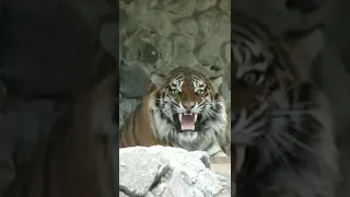 LION vs TIGER (Лев против Тигра), Кто сильнее , Лев или Тигр?