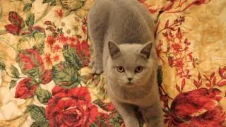 Британская кошка Ингрид Максимус Лэнд.6 мес.