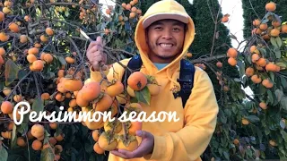 Persimmon Fruit Harvesting and Eating