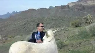 Oatman, AZ donkeys loving pretzels