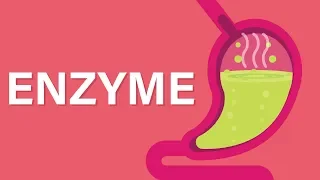 What are Enzymes?