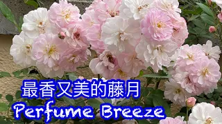 品种介绍21:  Perfume Breeze, 最香的藤月