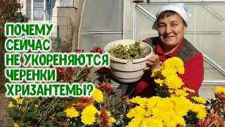 Почему не укореняются осенью черенки хризантемы? Чего им надо?