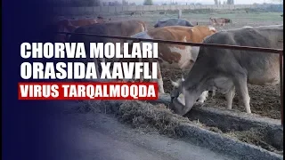 Chorva mollari orasida oqsil kasalligi tarqalmoqda. Emlash yetarli bo‘lmagani qanchalik haqiqat?