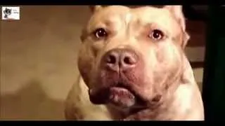 Funny Dogs Compilation August 2014 # 2