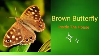 Brown Butterfly Inside The House Meaning In Hindi 🦋 | #brownbutterfly #angel @BeHappyAndPositive04