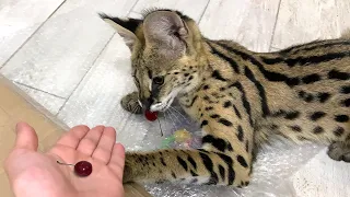 SERVAL EATS CHERRIES / Misa drove Melissa under the wardrobe