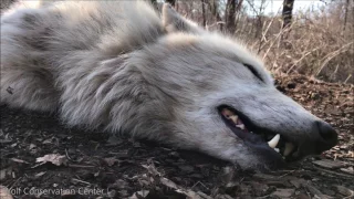 Laziest Wolf Howls  (part 8)