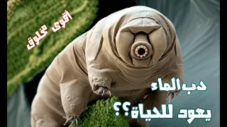 [Microscopy] Drying & reviving a Tardigrade | أقوى مخلوق(دب الماء) يعود للحياه بعد تجفيفه تحت المجهر