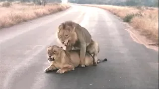 Lions Mating and Roaring in Kruger National Park