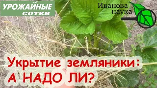 УКРЫТИЕ САДОВОЙ ЗЕМЛЯНИКИ НА ЗИМУ: А НАДО ЛИ? Какую землянику ТОЧНО можно не укрывать.