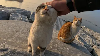 When You Step Onto This Island, Cats Greet You with Meows and Affection