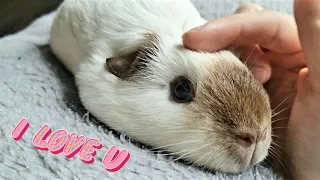 Guinea Pig Cuddles | Głaskanie Świnki Morskiej |  PUCHATE ŁAPKI