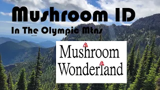 Mushroom ID in the Olympic Mountains- Fungi along the Hike