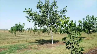 Подготовка Грецкого ореха к зиме и весенним перепадам.