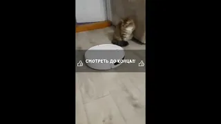 Лучшие приколы TikTok, которые нельзя пропустить 😂🤣 Выпуск 463