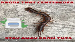 Centipedes (Forty Legs) Hate This. No harmful Chemicals needed