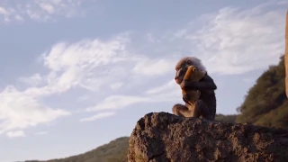 Rafiki throws Simba, Lion King 2019