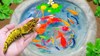 Amazing Catch Shrimp in Tiny Pond, Turtle, Catfish, Surprise Eggs 🦐 Video Catch Mini Ornamental Fish