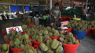 Heatwave hammers Thailand's stinky but lucrative durian farms