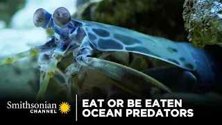 Eat Or Be Eaten: Ocean Predators 🦐 Smithsonian Channel