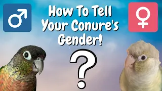 Conure Gender | Is Your Conure A Male Or Female? | TheParrotTeacher