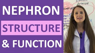 Nephron Structure and Function Physiology | Filtration, Reabsorption, Secretion NCLEX Review