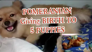 POMERANIAN GIVING BIRTH of 5 PUPPIES | Crislhai Roleda