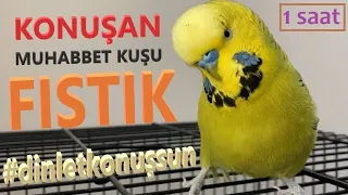 Konuşan Muhabbet Kuşu Fıstık Özel 3 | 1-saat | Kafana takma dinlet konuşsun dinlet çıldırsın