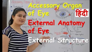 Accessory Organs of Eye in Hindi | External Parts of the Eye | Accessory Structure | Functions