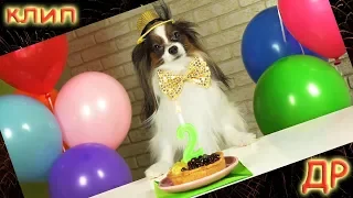 Papillon dog Yuki celebrates his birthday