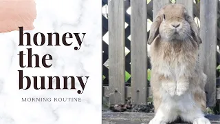 Summer morning routine with a bunny | realistic | Haasini Vasudevan