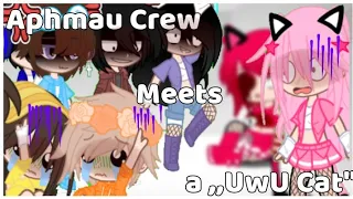 •Aphmau Crew meets a ,,UwU Cat"• ||Aphmau Crew|| BoyxBoy || {Matsurika}