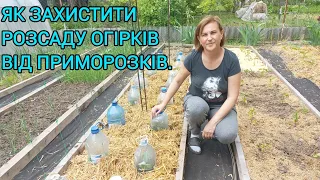 ОГІРКИ ПІД ПЛЯШКАМИ🥒Збереження ВІД ПРИМОРОЗКІВ#огіркипідпляшками#огірки#розсада#посадкаогірків#овочі