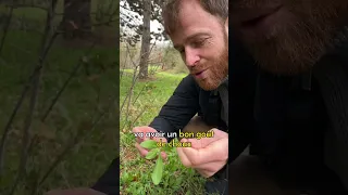 Le delicieux brocoli sauvage !