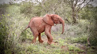 Rescue of Orphaned Elephant Manda | Sheldrick Trust