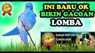 Masteran Burung Lomba Full Isian Mewah