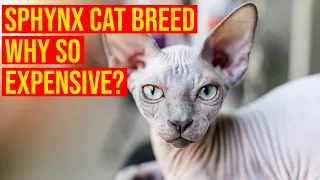 Sphynx Cat Breed 101, All facts/ All Cats