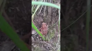 Quiet frog. Лягушка в траве