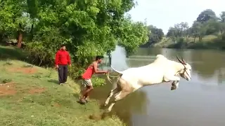 Удивительные случаи с КОРОВАМИ, снятые на видео