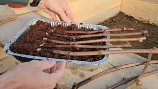 The easiest way to propagate grapevines - you can do it yourself